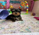 Cute Yorkies For Rehoming And Adoption